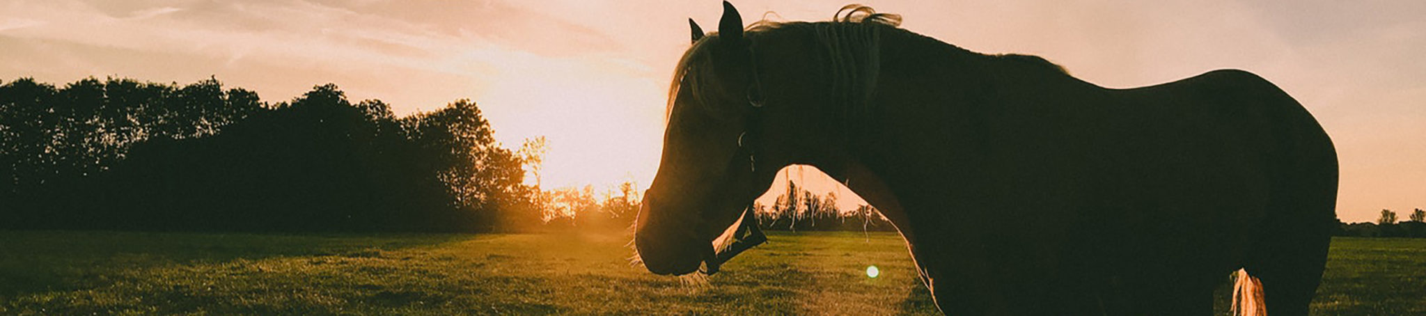 beautiful horse and sunset