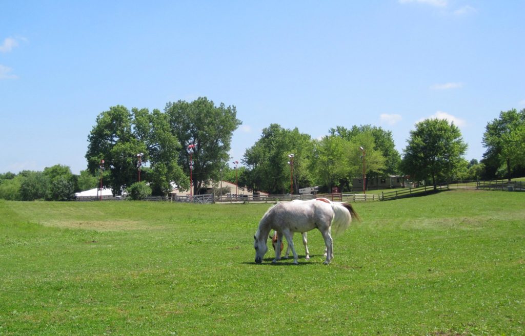 Horses in pasture at holsman stables